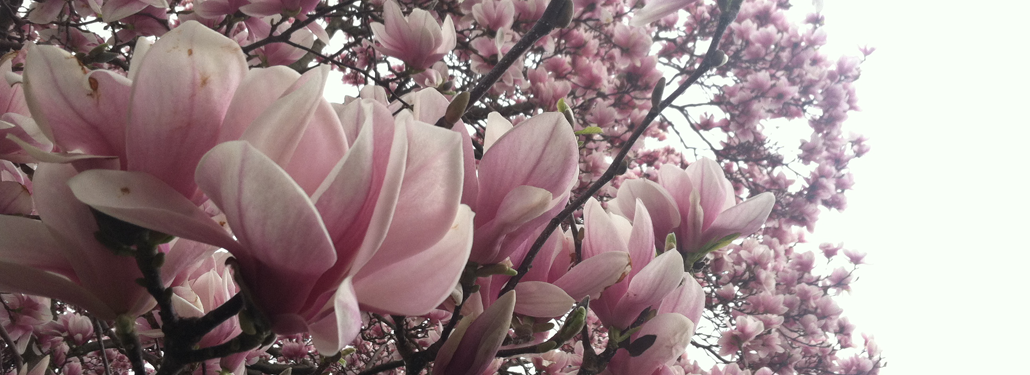 tree-in-bloom