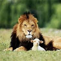 lion-lamb