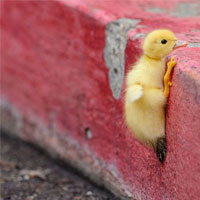 duckling-hang-on
