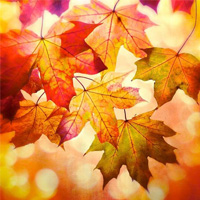 fall-leaves_200