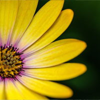 yellow-flower_200