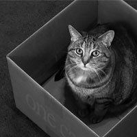 cat-box_200