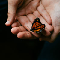 butterfly_200