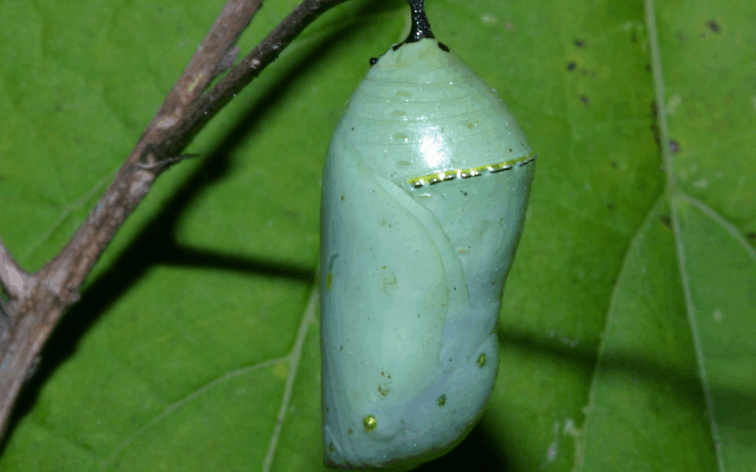 Cocoon
