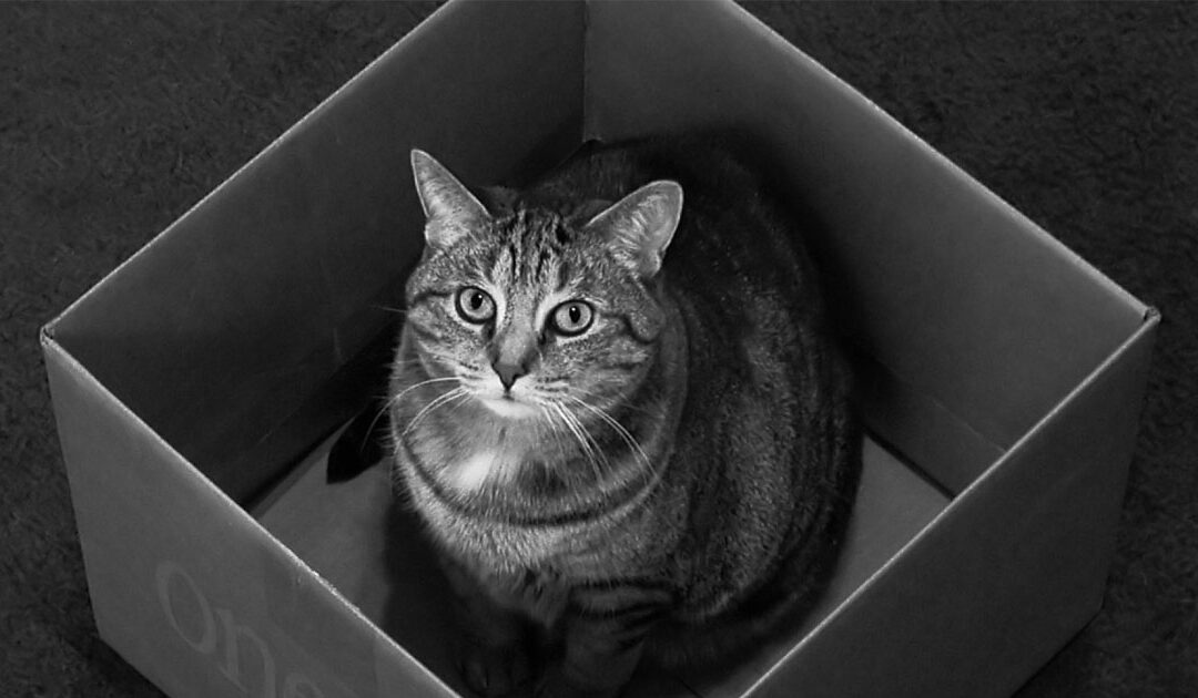cat-box_share