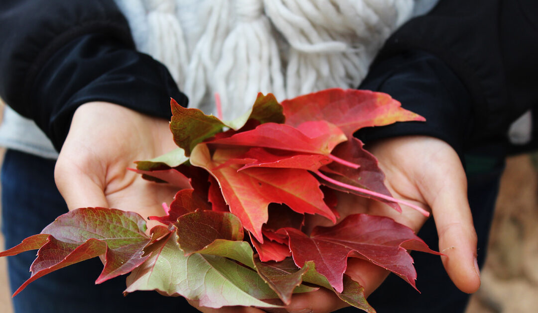 fall-leaves_share