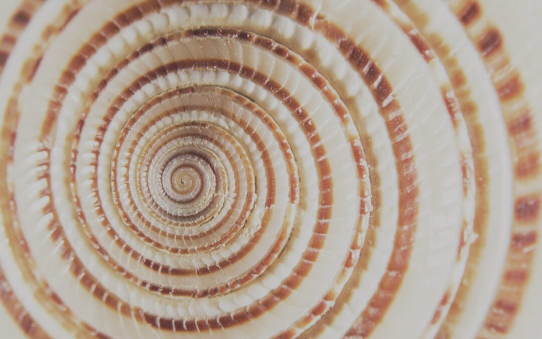seashell-spiral-john-foster