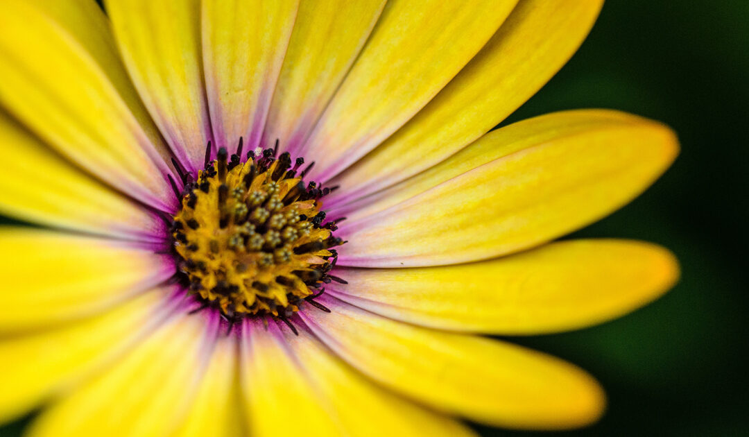 yellow-flower_share